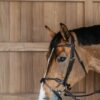 Braided Flash Noseband Bridle - Image 9