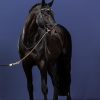 X-Fit Bridle - Image 3