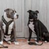 Dog Collar Teddy Fleece - Image 2