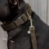 Dog Collar Teddy Fleece - Image 3