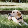 Plaited Nylon Dog Collar - Image 5