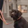 Dog Leash Vegan Leather - Image 7