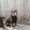 Dog Sweater Teddy Fleece - Image 6