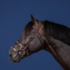 Double Noseband Bridle - Image 2