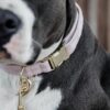 Dog Collar Velvet - Image 12