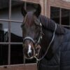 Plaited Nylon Horse Lead - Image 6