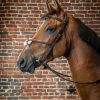 Figure 8 Noseband Bridle - Image 1