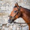 Hackamore Bridle - Image 3