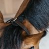 Training Bridle - Image 1