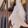 Relax Horse Toy Alvin - Image 6