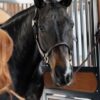 Anatomic Leather Halter - Image 3