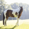 Relax Horse Toy Alvin - Image 5
