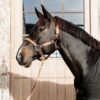Plaited Nylon Halter - Image 29