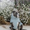 Dog Coat Winter Pina - Image 14