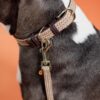 Plaited Nylon Dog Leash 200 cm - Image 21