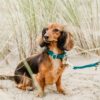 Dog Collar Velvet - Image 17