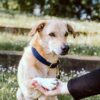 Plaited Nylon Dog Collar - Image 6