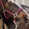 Plaited Nylon Halter - Image 5