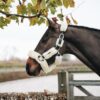 Sheepskin Shipping Halter - Image 7