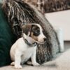 Dog Collar Velvet - Image 9