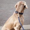 Plaited Nylon Dog Leash 200 cm - Image 9