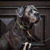 Plaited Nylon Dog Leash 200 cm - Image 17