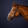 Figure 8 Noseband Bridle - Image 1