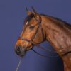 D Motion Bridle - Image 1