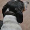 Plaited Dog Collar - Image 3