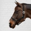 Nylon Halter - Image 4