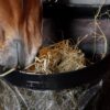 Hay Bag Straight - Image 2
