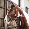 Plaited Nylon Horse Lead - Image 17