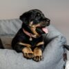 Dog Collar Velvet - Image 3