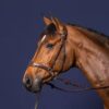 D Motion Bridle - Image 4