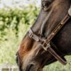 Leather Halter Flexible - Image 4