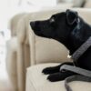 Dog Collar Wool - Image 8