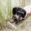 Dog Coat Waterproof 160g - Image 2