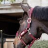 Velvet Halter - Image 13