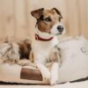 Dog Collar Corduroy - Image 5