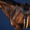 Standing Martingale - Image 4