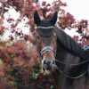 Fly Veil Wellington Sparkling - Image 9