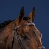 Cavesson Noseband Bridle - Image 2