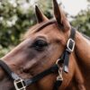Plaited Nylon Halter - Image 25