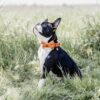 Bow Tie Velvet - Image 17