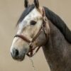 Soft Leather Halter - Image 2