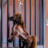 Relax Horse Toy Tableux - Image 3