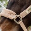 Teddy Fleece Halter - Image 4