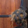 Relax Horse Play & Hay Ball - Image 9