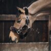Sheepskin Shipping Halter - Image 14