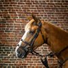 Double Noseband Bridle - Image 5